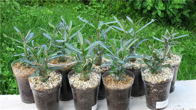 adenium somalense nova
