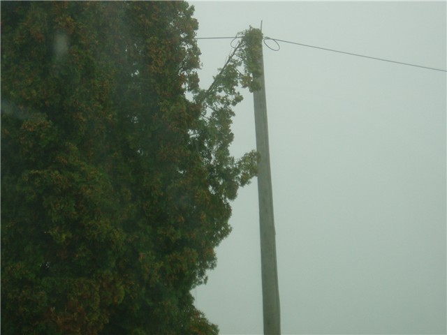 četinari4