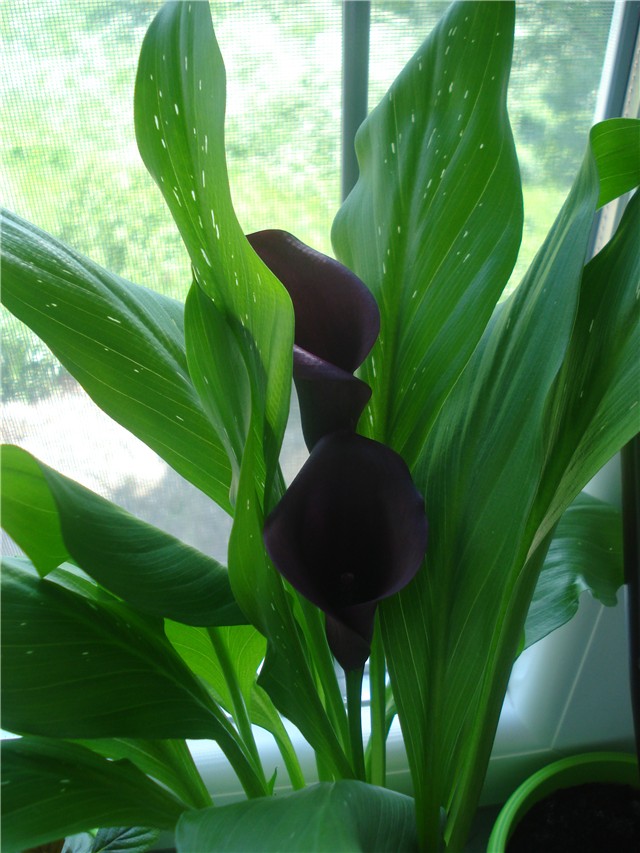 kala6