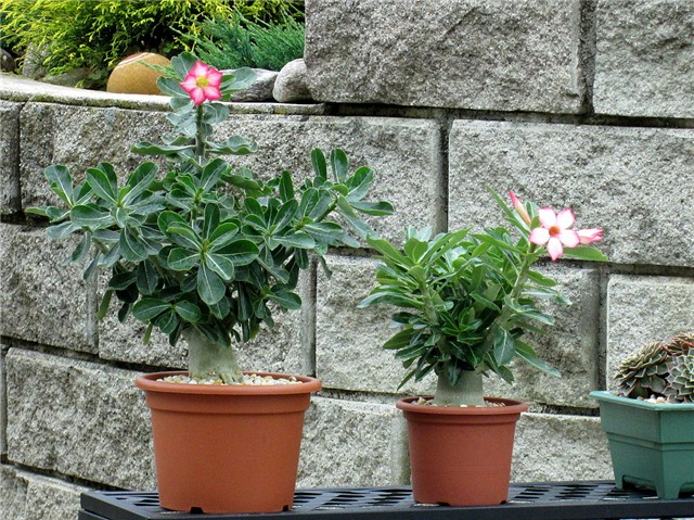 Adenium obesum