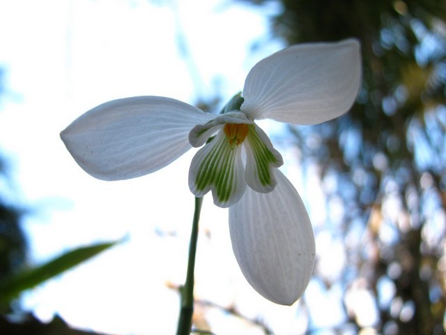 Galanthus nivalis