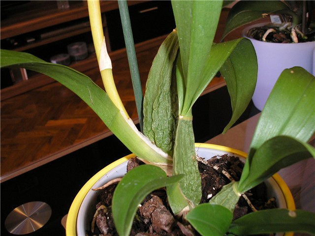 oncidium