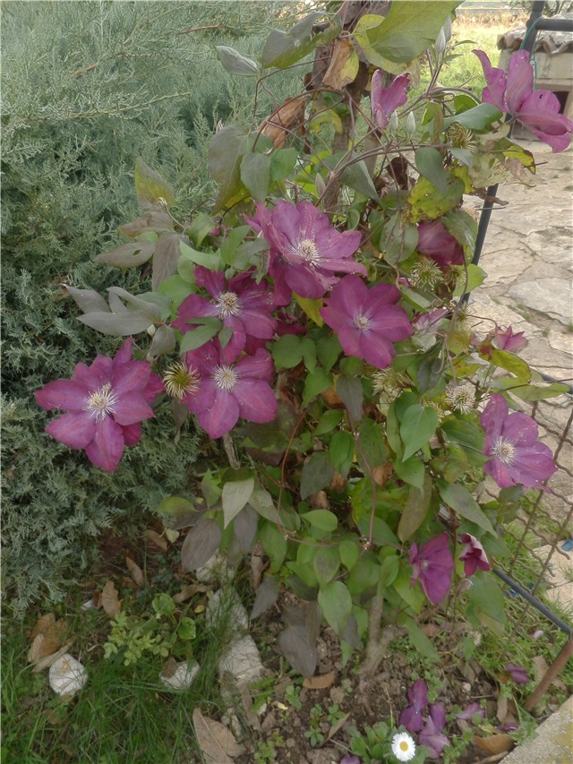 clematis