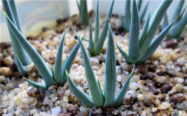 agave victoriae reginae