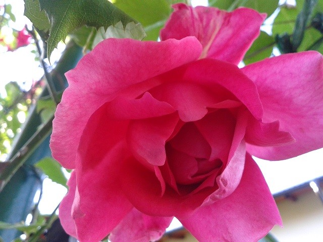 roza penjačica