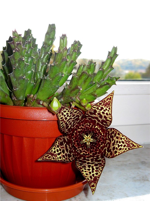 Stapelia lepida