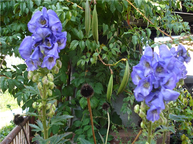 Aconitum carmichaelii