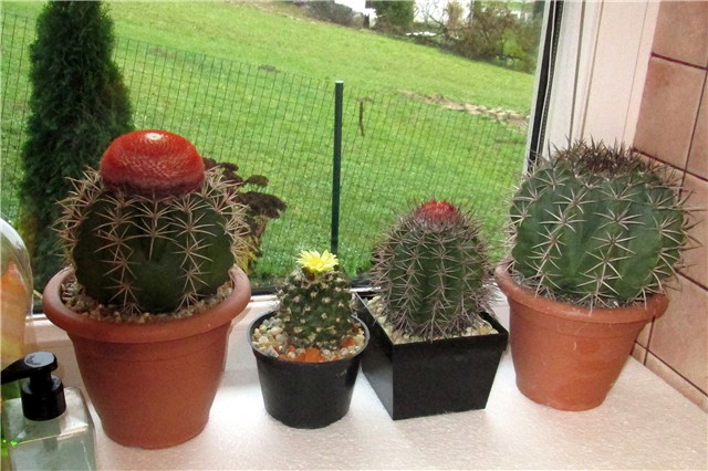 Copiapoa mollicula