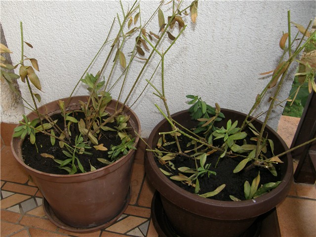 POLYGALA MYRTIFOLIA