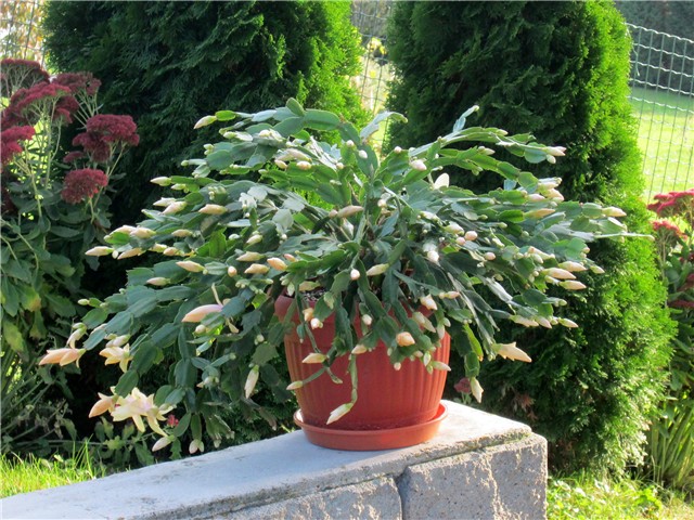 Schlumbergera truncata