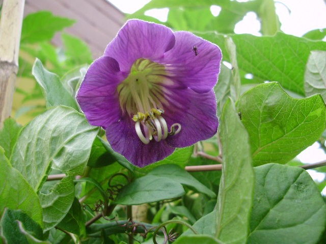 cobaea scandens