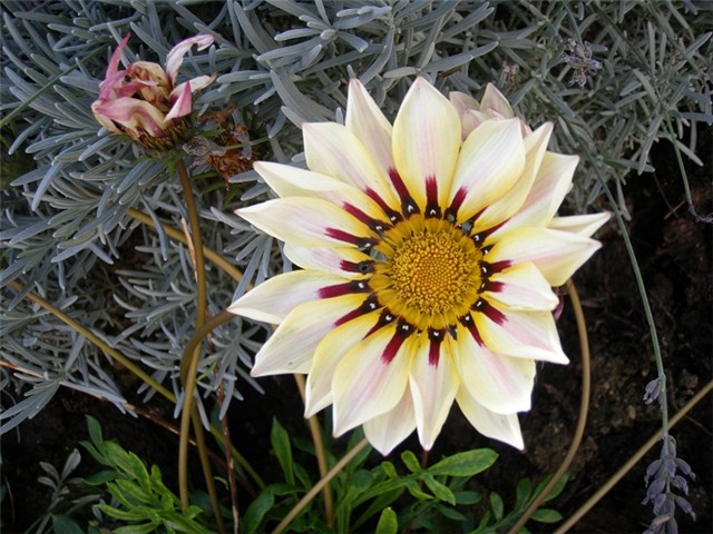 gazanija