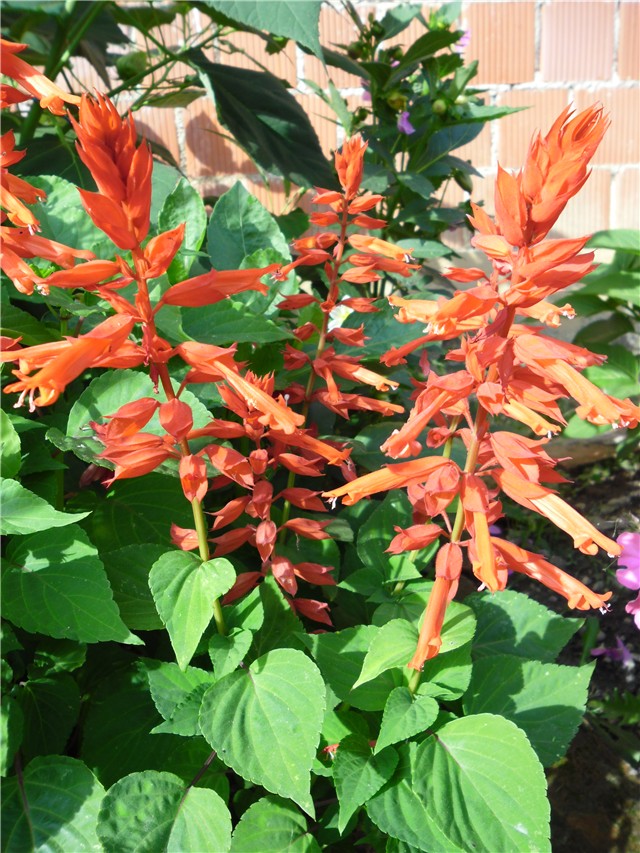 astilbes