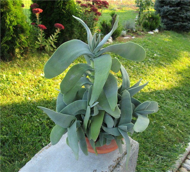 Crassula falcata