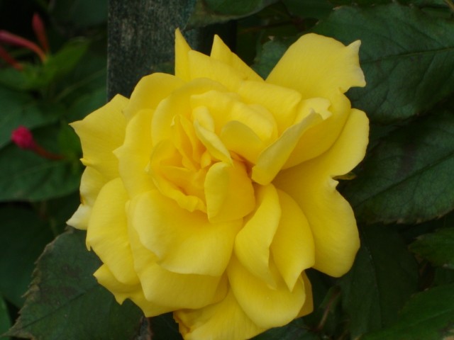 žuta ruža
