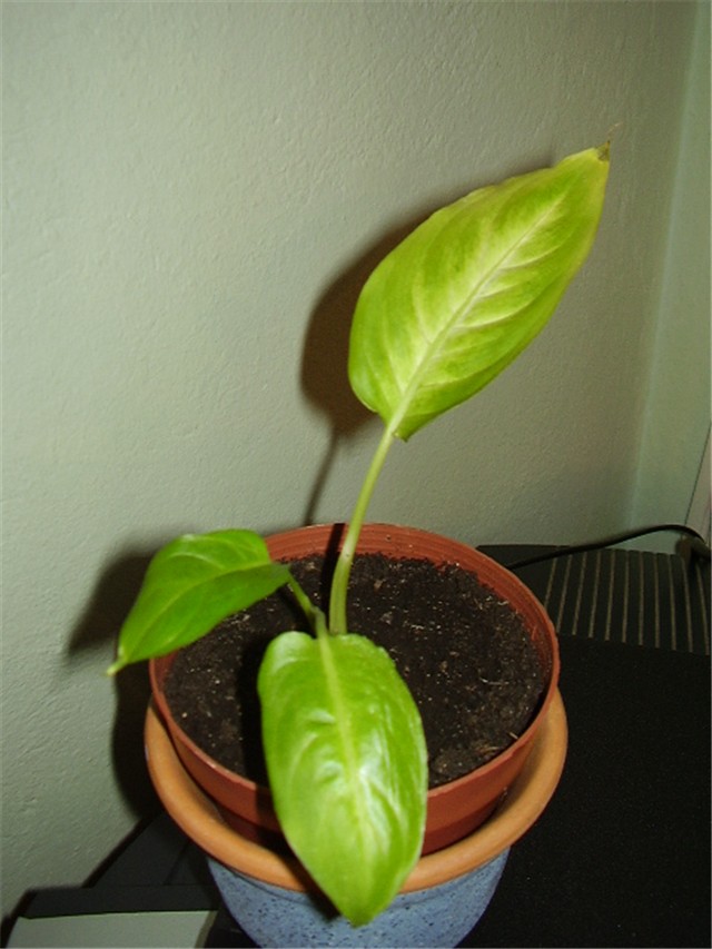 Difenbahija