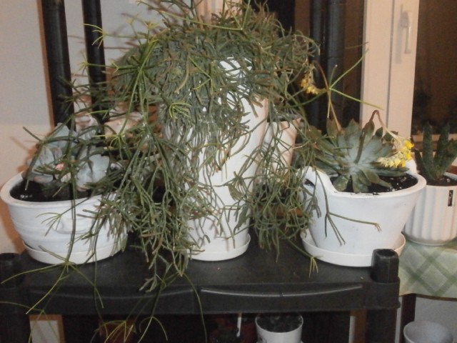 rhipsalis