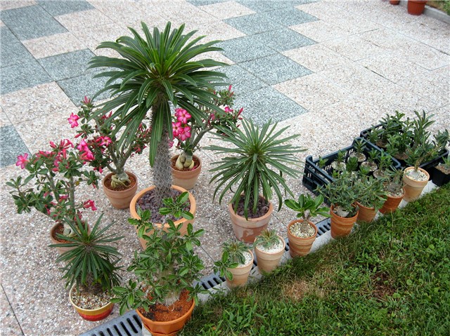 Apocynaceae family