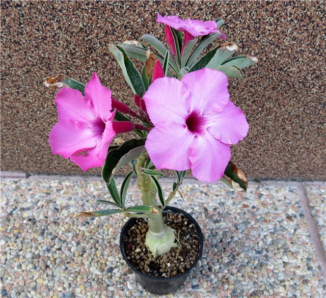 Adenium swazicum 