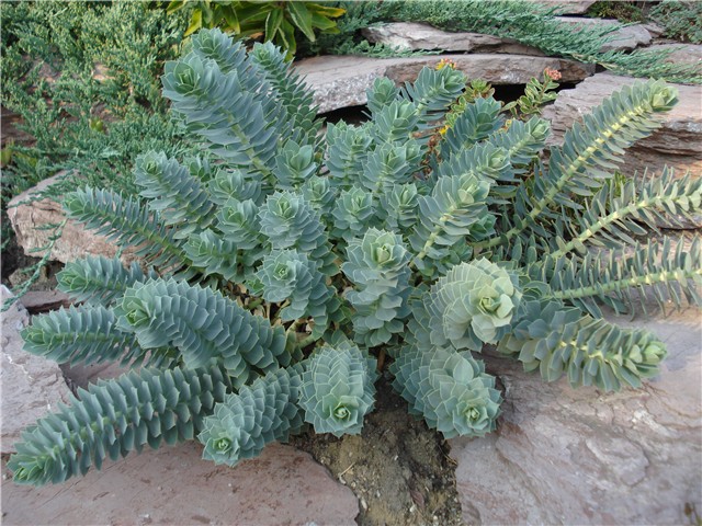 Euphorbia myrsinites