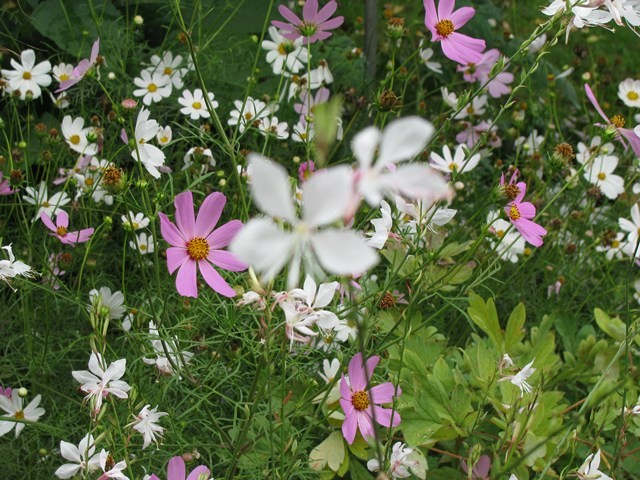 gaura i uresnice