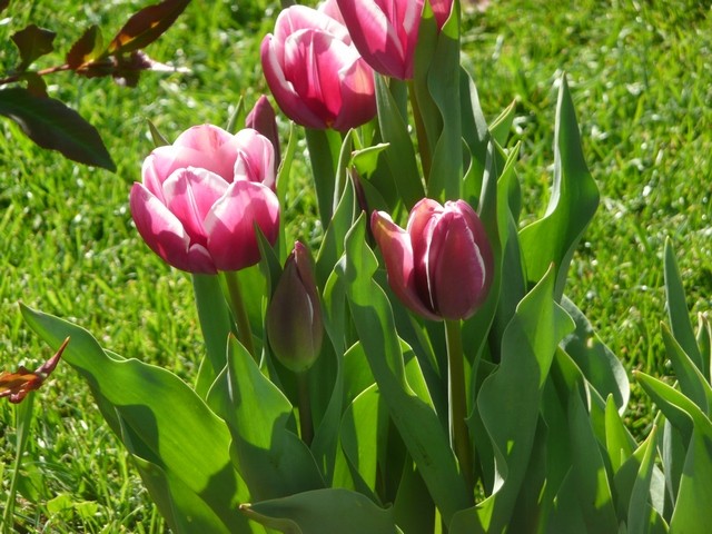 tulipani