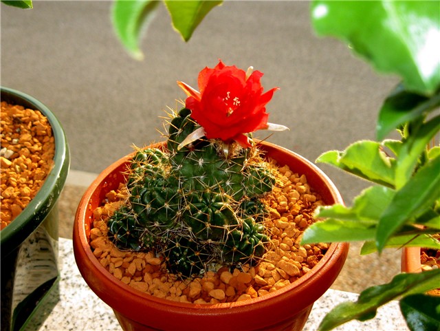 matucana polzii ?