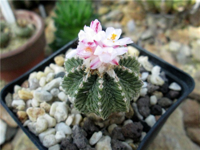 Aztekium ritteri  