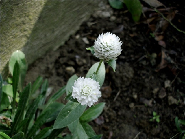  bijela gomphrena