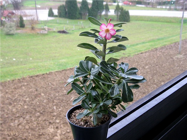 Adenium obesum 2012