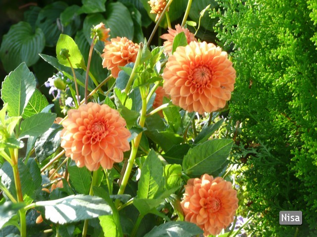 dalia
