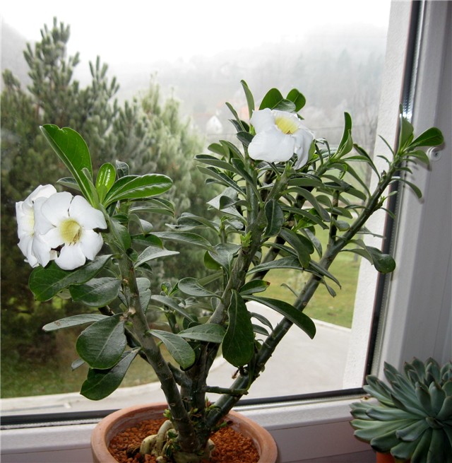 Adenium obesum hibrid