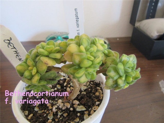 aeonium5