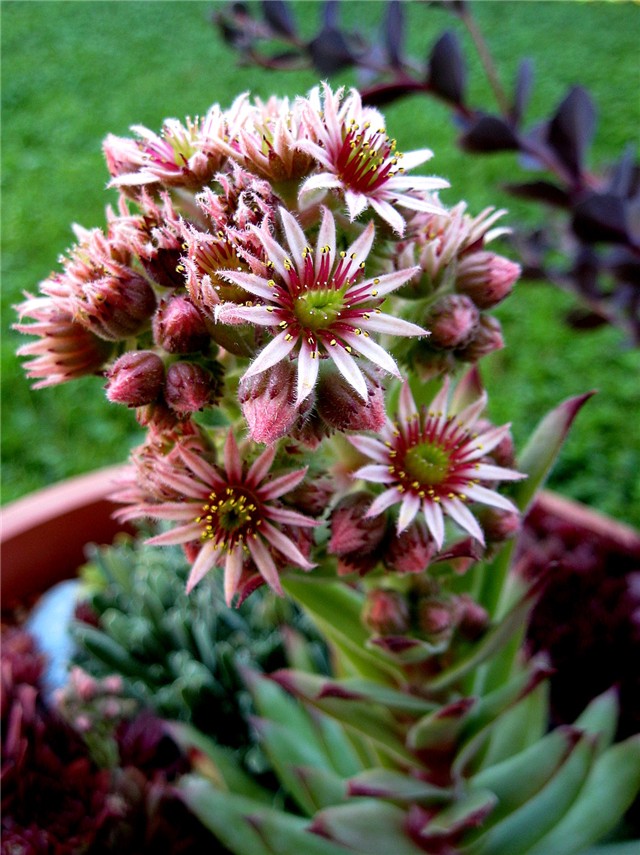 Sempervivum - cvijet
