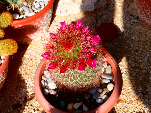 kaktusi cvijet