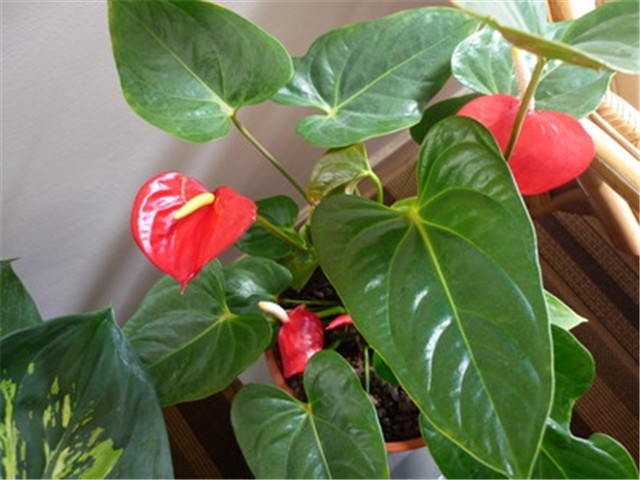 anthurium