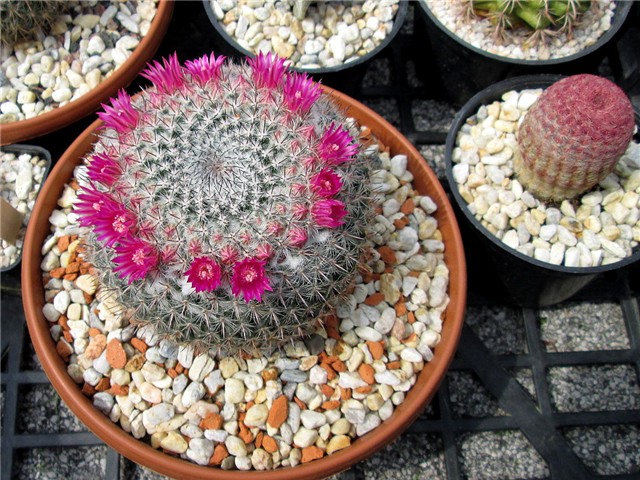 mammillaria hahniana