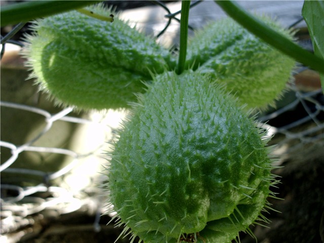 čajote