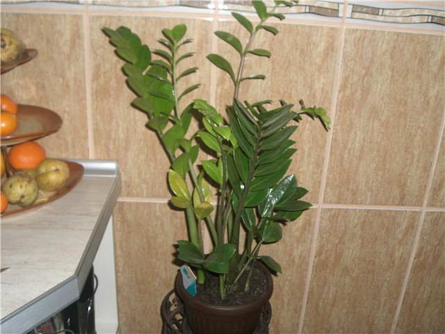 Zimioculcas