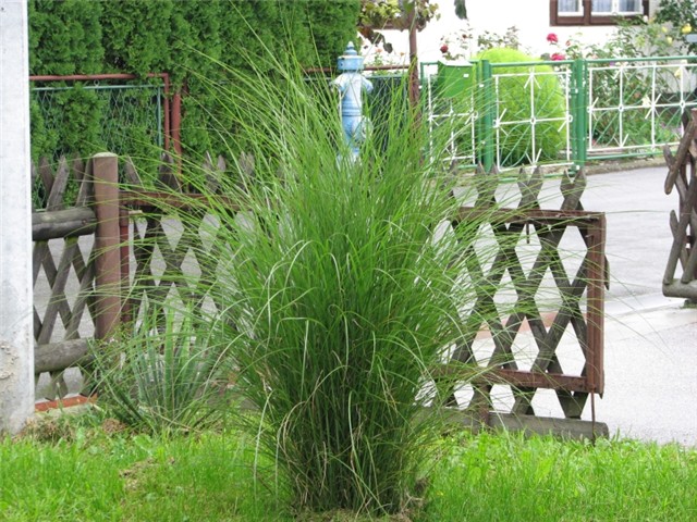 kineski šaš