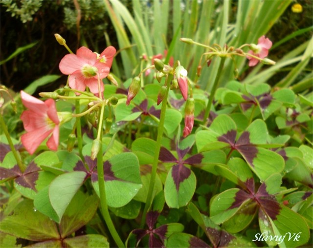 oxalis 