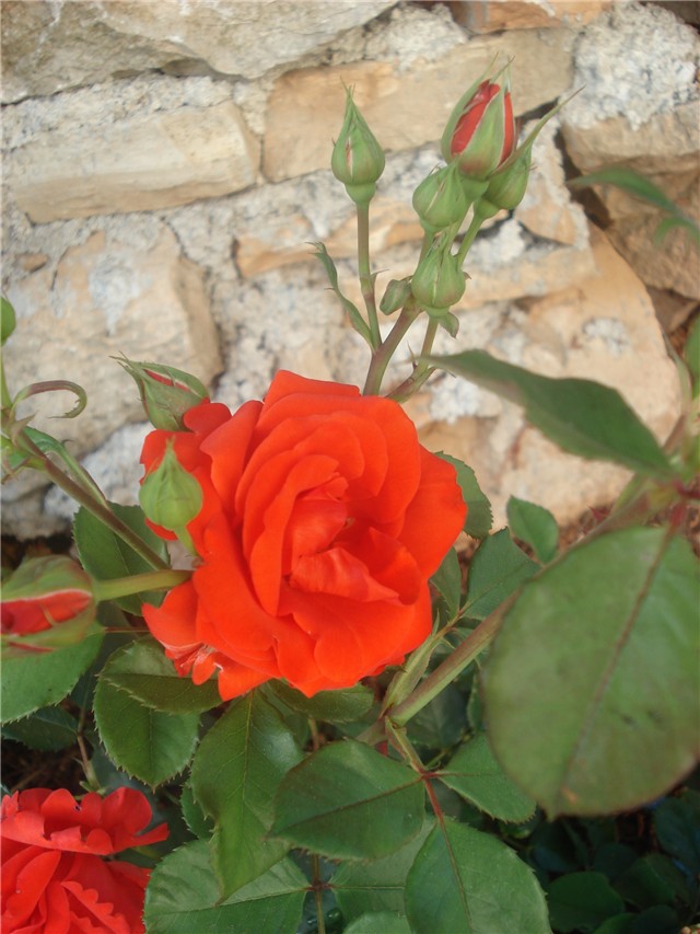 ruža2