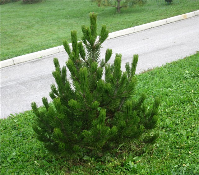 Pinus leucodermis  