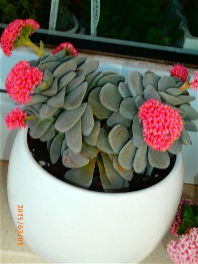 crassula
