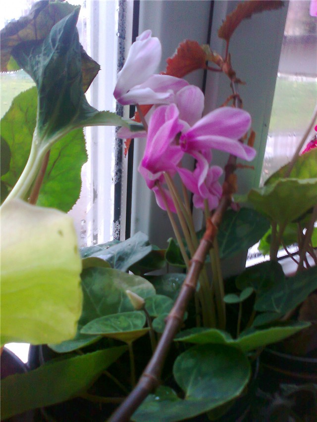 cyclamen