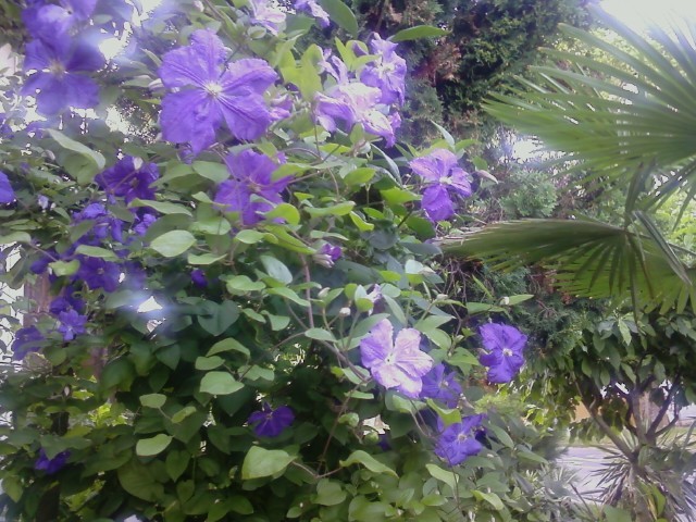 Clematis