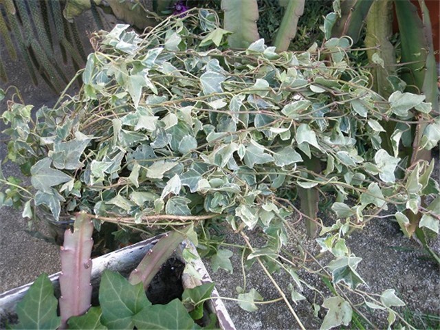 bršljani