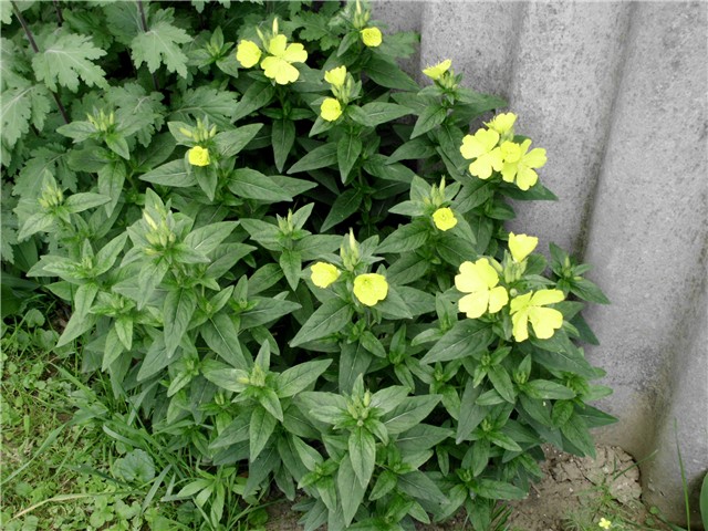 oenothera tetragona