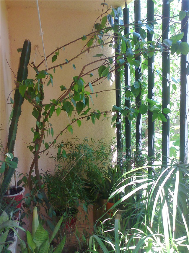 hibiskus