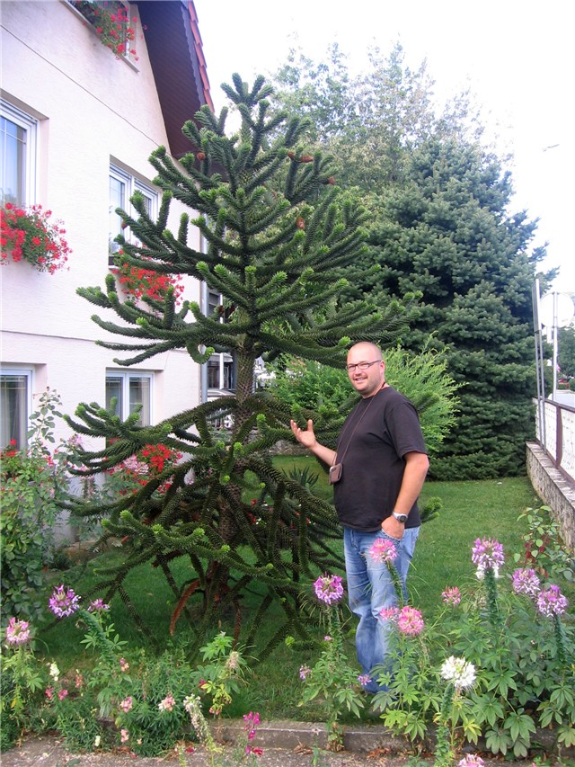 Araucaria aruacana1